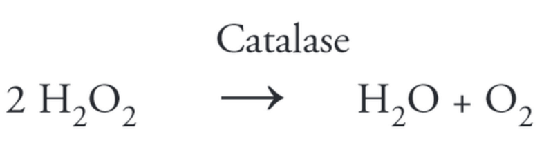 Actividad de catalasa