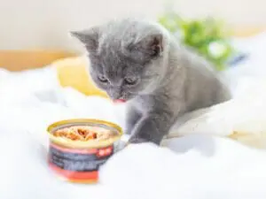 Enzymes For Pet Food